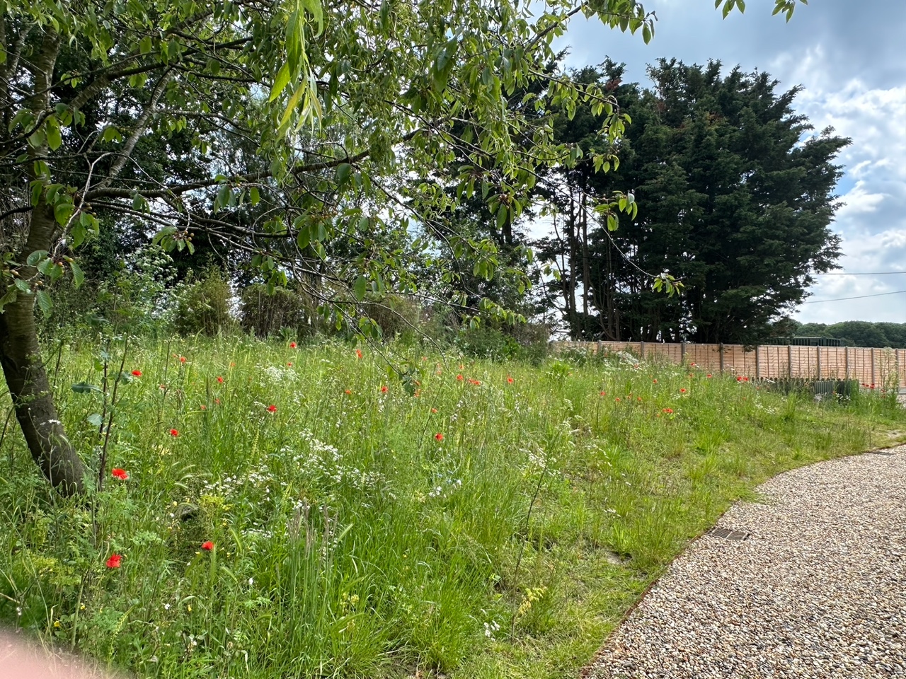 Garden & Pond